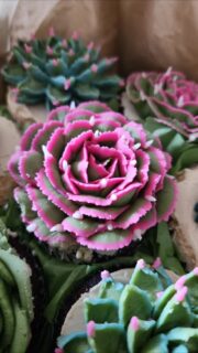 🌵 One of our most requested designs!
These hand-piped buttercream succulent cupcakes look incredibly realistic and taste even better. The perfect gift for plant lovers and cupcake lovers alike. 💚
#TheSweetSpotCakes #ButtercreamSucculents #EdibleArt #TorontoCupcakes #CupcakeLove